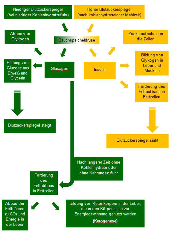 Grafik Stoffwechselwege bei kohlenhydratreicher Mischkost und bei Low-Carb-Ernährung