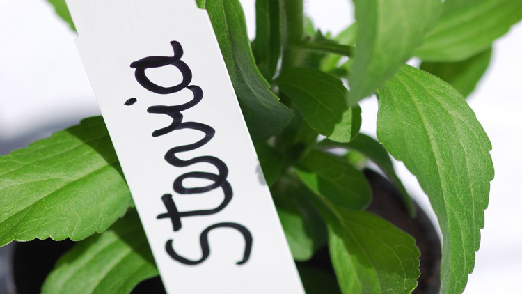 Steviapflanze, Copyright Fotolia.com