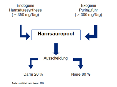 Grafik Purinstoffwechsel beim Menschen, Quelle Kasper 2009