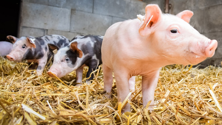 Ferkel im Stroh Copyright Fotolia.com