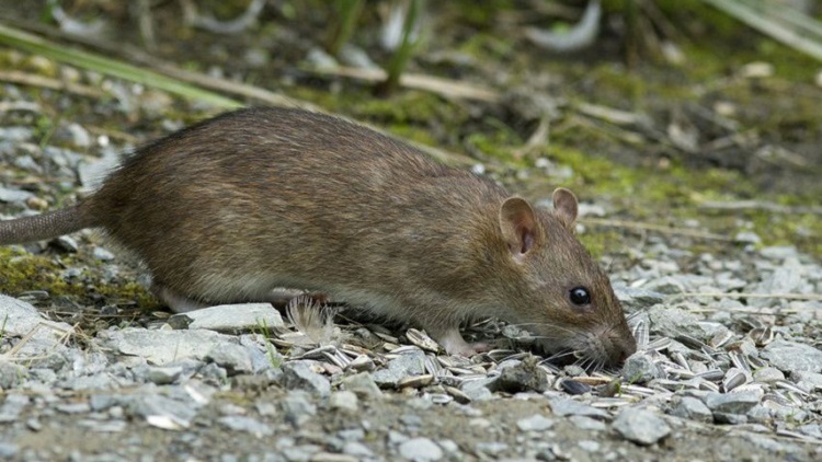 Ratte, Copyright Fotolia