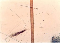 Asbestfasern im Größenvergleich zu einem menschlichen Haar
